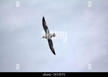 Nordfulmar (Fulmarus glacialis, weißer Morph) im Flug. Hohe Breiten des Arktischen Ozeans, FJL, ozeanische Vögel Stockfoto