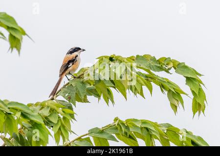 Ein Langschwanz-Würger, der auf einem Baum gegen den blauen Himmel ruht Stockfoto