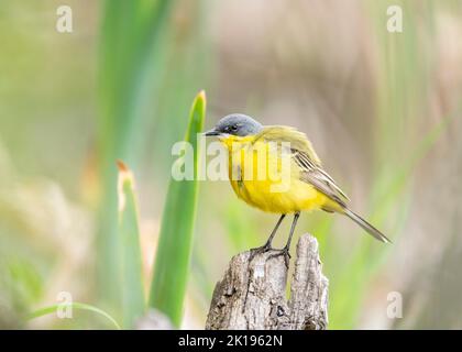 westgelbe Bachstelze (Motacilla flava) ist eine kleine Singel aus der Familie der Motacillidae. Motacilla flava feldegg in der natürlichen Umgebung. Stockfoto