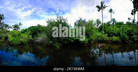 Mangrovenwälder in Sri Lanka, indische Ozeanküste Stockfoto