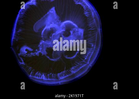 Leuchtende Quallen schwimmen im Aquarium Stockfoto