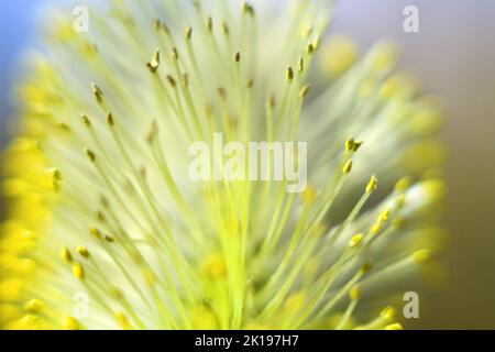 Frühlingsmotiv. Gelbe, flauschige Weidenblüte (Katkin), die Stigmen der Staubgefäße der Blüte sind deutlich sichtbar. Ultramakro. Selektiver Fokus mit BA Stockfoto