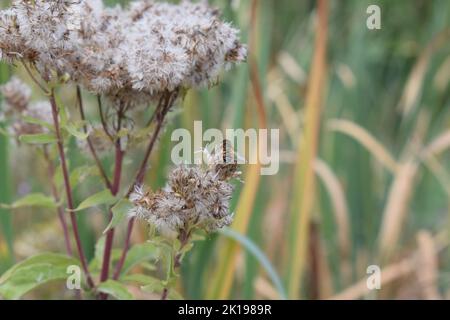Wilde Biene auf einer Sumpfblume Stockfoto