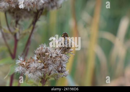 Wilde Biene auf einer Sumpfblume Stockfoto