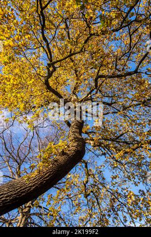 Eichenbaum mit spätherbstlichen Blättern, Lloyd Park neben der William Morris Gallery, Walthamstow, London, England, Großbritannien Stockfoto