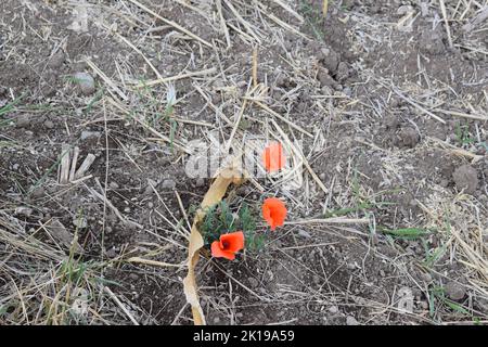 Rot blühenden Mohn Stockfoto