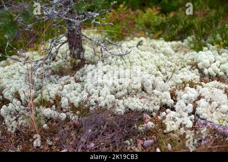 Eine Lichtung aus silbrig-weißer Spitze-Yagel auf der Insel Koyonsaari Stockfoto