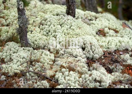 Eine Lichtung aus silbrig weißer Spitze auf dem Felsen auf der Insel Koyonsaari in Karelien Stockfoto