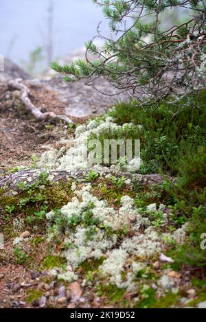 Eine Lichtung aus silbrig weißer Spitze auf dem Felsen auf der Insel Koyonsaari in Karelien Stockfoto