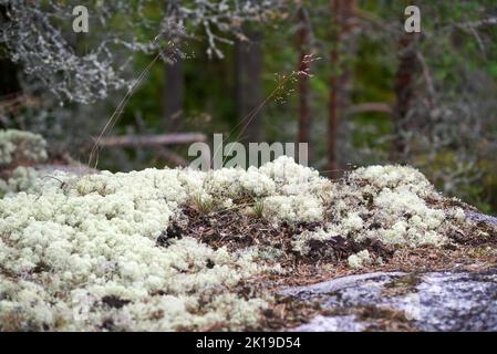 Eine Lichtung aus silbrig weißer Spitze auf dem Felsen auf der Insel Koyonsaari in Karelien Stockfoto