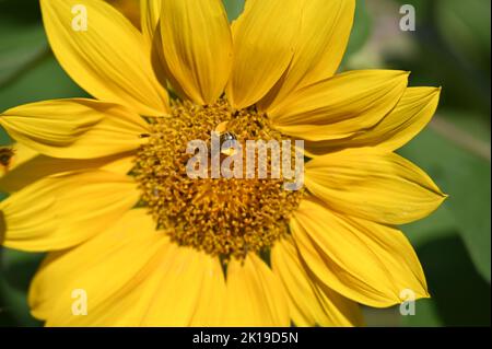 Sonnenblume in voller Blüte mit beschäftigt Biene Stockfoto