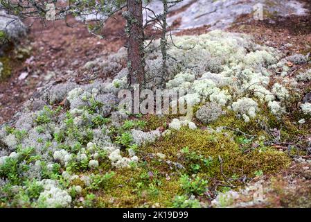 Eine Lichtung aus silbrig weißer Spitze auf dem Felsen auf der Insel Koyonsaari in Karelien Stockfoto