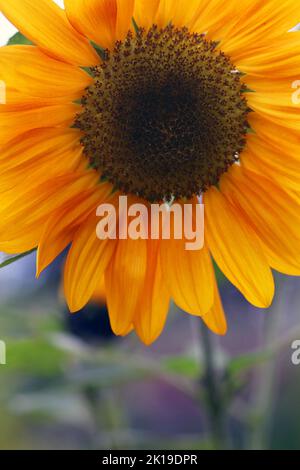 Vollbildaufnahme der Common Sunflower Copper Queen (Helianthus annuus Copper Queen). September Kew Gardens Stockfoto