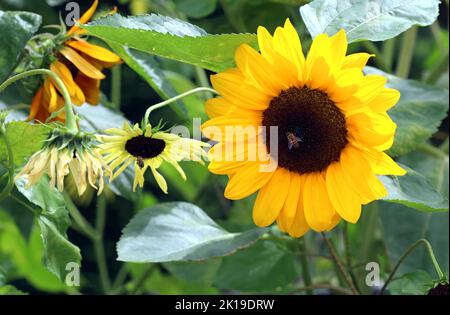 Eine gewöhnliche Sonnenblume (Helianthus annuus) leuchtet noch, während andere Sorten um sie herum welkt haben. The Kitchen Garden, Kew Gardens, Ende September Stockfoto