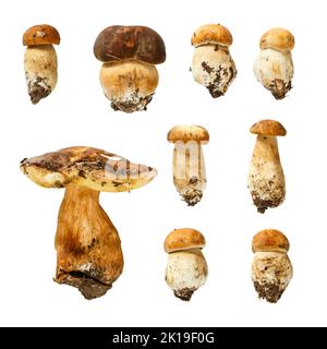 Makro - Sammlung von Boletus edulis ( Königskolete ) isoliert auf weißem Hintergrund, (hohe Auflösung) Stockfoto