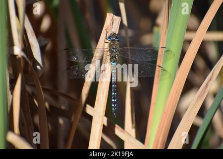 Blauer, knapper Verfolger Stockfoto