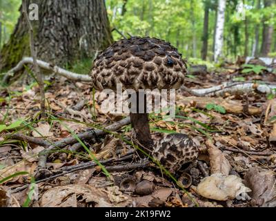 Detailansicht eines alten Mannes aus dem Wald Pilz ( Strobilomyces Strobilaceus ), ein essbarer Pilz, der sehr selten in Laubwäldern vorkommt. Stockfoto