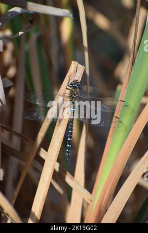 Blauer, knapper Verfolger Stockfoto