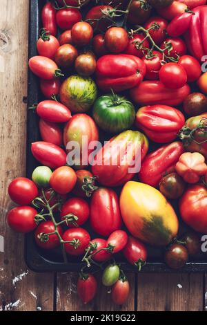 Hausgemachte Tomaten auf einem Backblech. Bunte Auswahl an Tomaten. Stockfoto