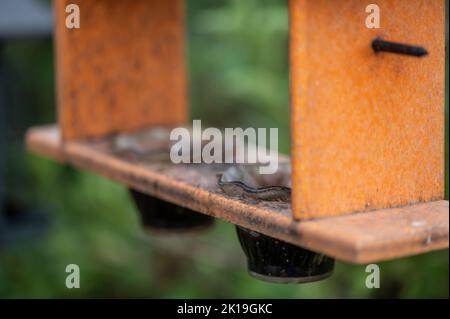 Selektiver Fokus auf Gelee-Behälter in einem Oriol-Vogelfutterhäuschen. Stockfoto