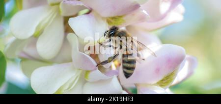 Eine Honigbiene sammelt Nektar auf einer Akazienblüte. Die Früchte auf dem Ast. Stockfoto