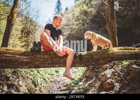 Ein Mann mittleren Alters, der mit einem Beagle-Hund auf dem gefallenen Baumstamm über dem Bergwaldbach sitzt, während er auf das Trocknen der Wäsche und den Trekkingstiefel wartet Stockfoto