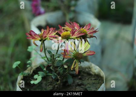 Frische, helle Chrysanthemen. Japanischer, koreanischer Stil. Hintergrund für eine schöne Grußkarte. Herbstblumen im Garten. Blühende gelbe Chrysant Stockfoto