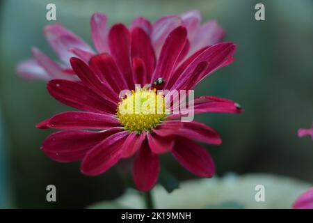 Farbenfrohe Chrysanthemen Blume Makroaufnahme. Chrysantheme gelb, rot, lila Farbe Blume Hintergrund. Stockfoto