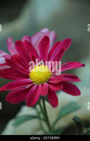 Close up background of purple chrysanthemum flower, macro on green background Stockfoto
