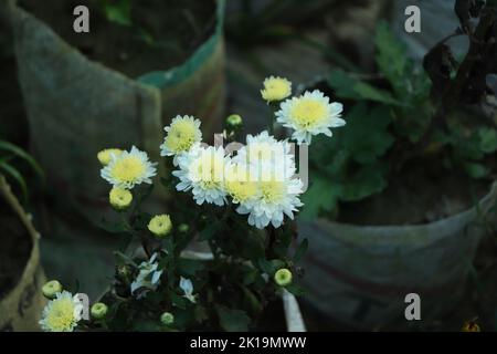 Weiße Dahlia Blume im Garten. Krautige mehrjährige Pflanzen, Weiße Dahlia Blumen im Garten. Blühender Hintergrund der blühenden weißen Dahlie im Sommer in Flo Stockfoto