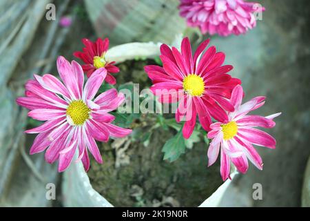 Farbenfrohe Chrysanthemen Blume Makroaufnahme. Chrysantheme gelb, rot, lila Farbe Blume Hintergrund. Stockfoto