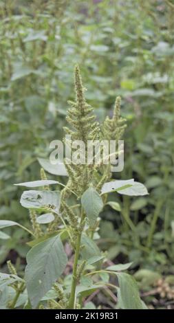 Grüne Pflanzen und Blüten von Amaranthus pulellii auch bekannt als Powells Amaranth, Pigweed, Smooth, Green Amaranth. Hintergrundbild. Stockfoto