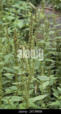 Grüne Pflanzen und Blüten von Amaranthus pulellii auch bekannt als Powells Amaranth, Pigweed, Smooth, Green Amaranth. Hintergrundbild. Stockfoto