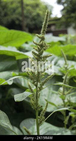 Grüne Pflanzen und Blüten von Amaranthus pulellii auch bekannt als Powells Amaranth, Pigweed, Smooth, Green Amaranth. Hintergrundbild. Stockfoto