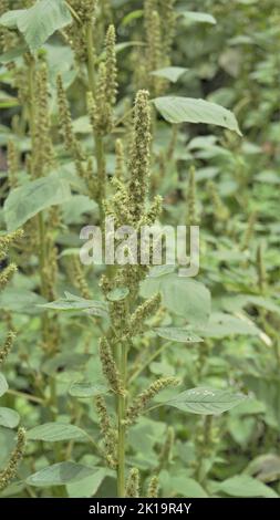 Grüne Pflanzen und Blüten von Amaranthus pulellii auch bekannt als Powells Amaranth, Pigweed, Smooth, Green Amaranth. Hintergrundbild. Stockfoto