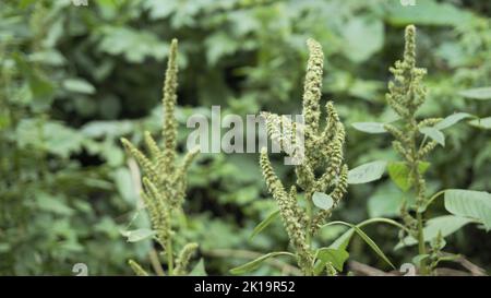 Grüne Pflanzen und Blüten von Amaranthus pulellii auch bekannt als Powells Amaranth, Pigweed, Smooth, Green Amaranth. Hintergrundbild. Stockfoto