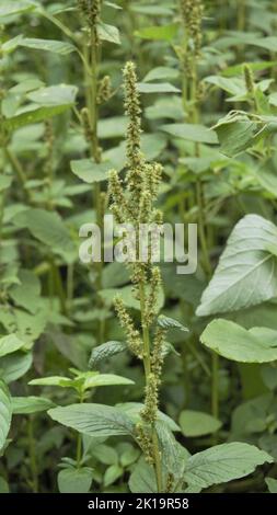 Grüne Pflanzen und Blüten von Amaranthus pulellii auch bekannt als Powells Amaranth, Pigweed, Smooth, Green Amaranth. Hintergrundbild. Stockfoto