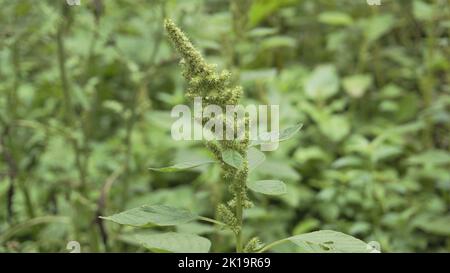 Grüne Pflanzen und Blüten von Amaranthus pulellii auch bekannt als Powells Amaranth, Pigweed, Smooth, Green Amaranth. Hintergrundbild. Stockfoto