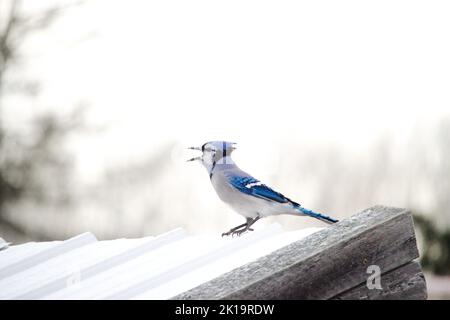 Ein blauer jay, der gegen einen stark weißen Winterhimmel ruft. Stockfoto