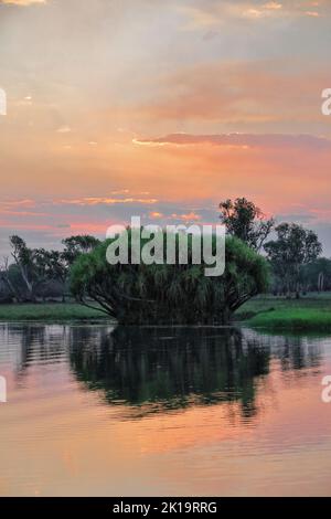 171 Rote Sonnenuntergangsspracht über Yellow Water-Nugurrungurrudjba Billabong mit Pandanus-Baum. Kakadu-Australien. Stockfoto