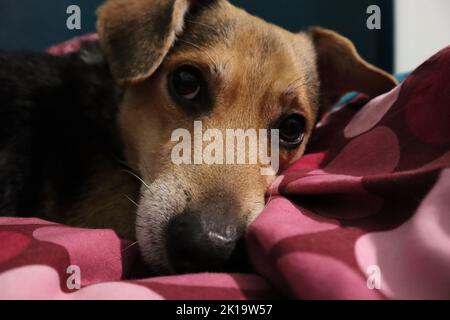 Der große Blick eines süßen Hundes ​​called Afro Stockfoto