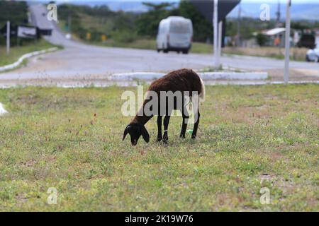 serra Preta, bahia, brasilien - 13. september 2022: Schafe auf der Seite der Autobahn BA 052 in der Stadt Serra Preta. Stockfoto