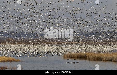 Chaotische raue Natur von reichlich Schneegussen im Flug und auf dem Wasser im Loess Bluffs National Wildlife Refuge in Missouri, Ruhe- und Brutgebiet Stockfoto