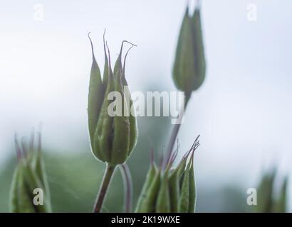 Gemeinsame Säulenschoten. Aquilegia vulgaris Gartenpflanze nach der Blütezeit. Stockfoto