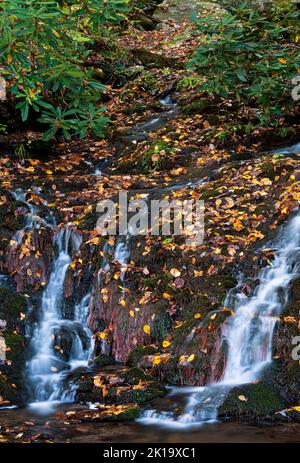 Ein kleiner, nicht namentlich genannter Wasserfall mit herbstlichen Blättern, die verstreut sind, fließt entlang der Laurel Canyon Rd im Great Smoky Mtns Nat'l PK, TN, in den Little River Stockfoto