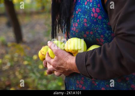 Defokussieren Sie die alte Frau mit gelben Äpfeln. Hände einer alten Frau mit grünen Äpfeln. Das Konzept der Landwirtschaft. Seniorentag. Unvollkommene Früchte. Apple Farm Stockfoto