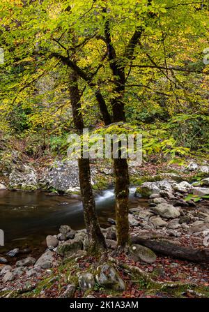 Das Laub wird im Herbst am Middle Prong des Little River im Great Smoky MounRains National Park, Blount County, Tennessee, gelb Stockfoto