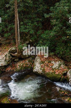 Baumstämme erheben sich vor einem großen Rhododendron-Stand entlang des Middle Prong, Little River, Great Smoky Mountains Nat'l Park, Blount County, TN Stockfoto