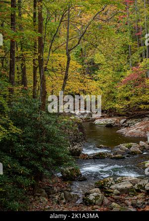 Herbstfarben zeigen sich am mittleren Prong des Little River im Great Smoky Mountains National Park, Blount County, Tennessee Stockfoto