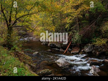 Herbstfarben zeigen sich im Laub entlang des Little River im Great Smoky Mountains National Park, Blount County, Tennessee Stockfoto